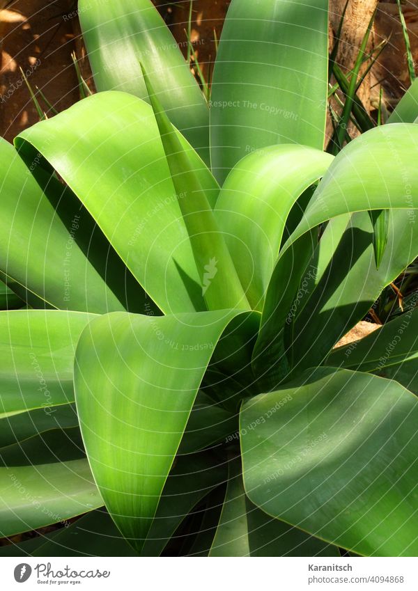 Eine große Agave steht zwischen zahlreichen Kakteen. Pflanze Grünpflanze tropisch Tropengewächs grün Blätter Rosette Rosettenpflanze Natur Wüste Sukkulenten