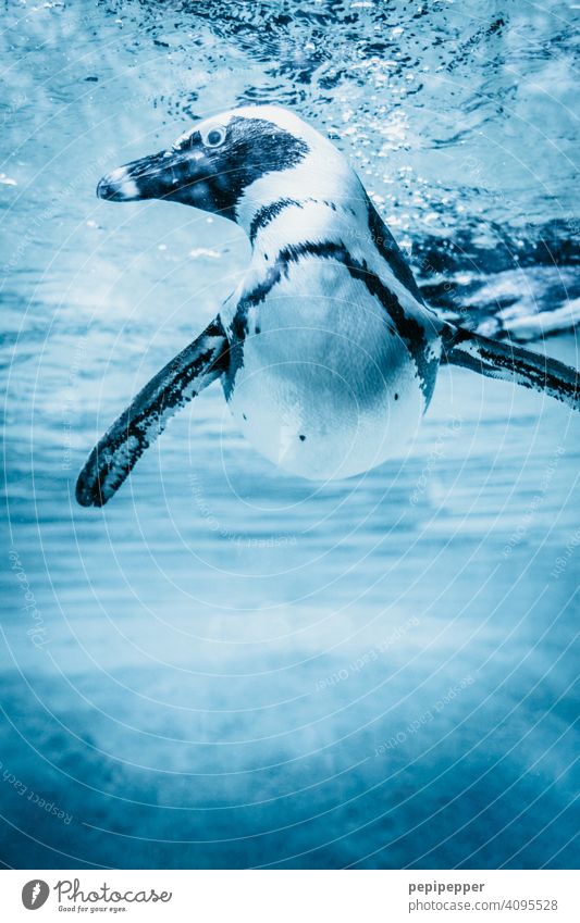 Humboldt-Pinguin im Wasser Pinguine Schwimmen & Baden Tier tauchen Aquarium Unterwasseraufnahme Tierporträt blau Meer Wildtier Menschenleer Nahaufnahme exotisch