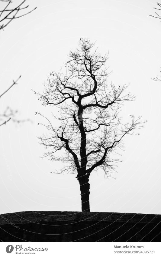 Baum in Schwarz-Weiß Außenaufnahme Schwarzweißfoto Natur Kontrast Licht