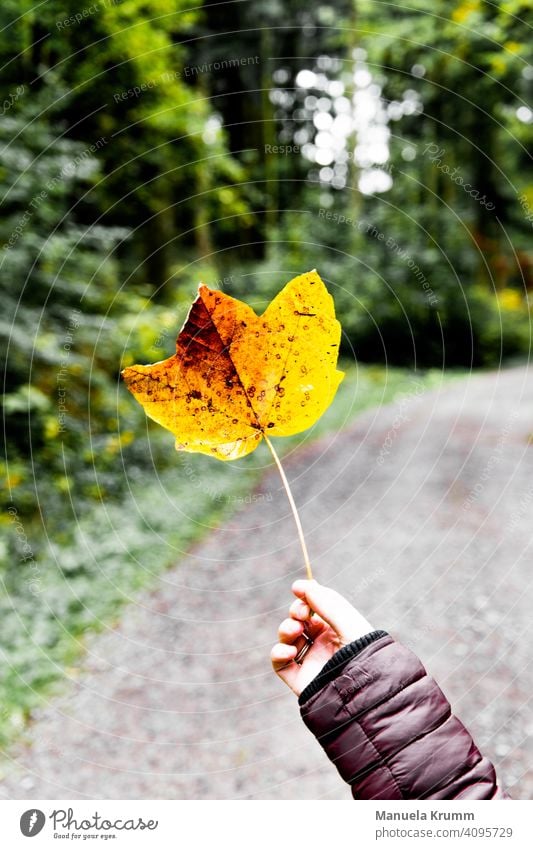 Blatt im Herbst Hand Außenaufnahme Farbfoto gelb Natur Wald