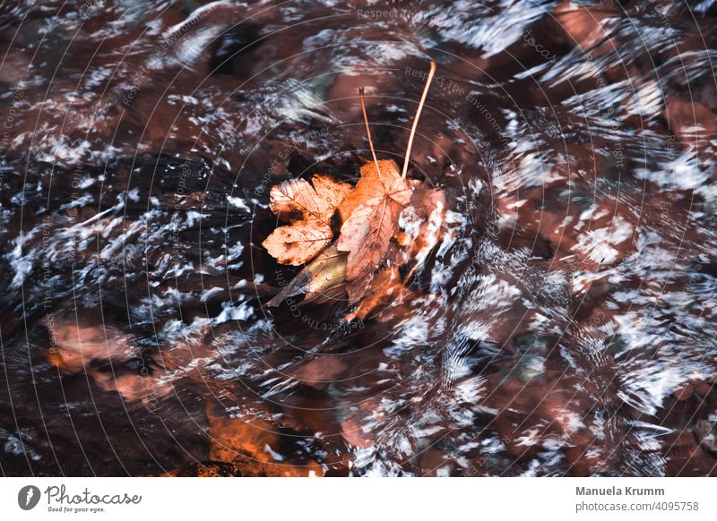 Blätter im Wasser Herbst Wald Bach Außenaufnahme Natur ruhig