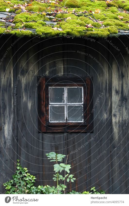 Holzhütte mit Fenster und bemoostem Dach Außenaufnahme Fassade Holzhaus Hütte Moos Moosteppich moosbedeckt alt Patina Strukturen & Formen Architektur Natur