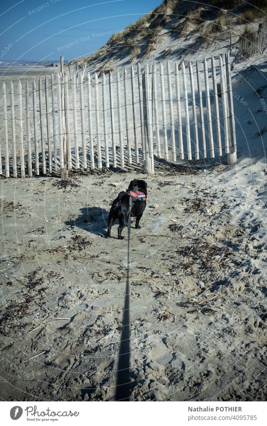 Hund an der Leine, der am Strand spazieren geht Spaziergang angeleint anleinen Leinenhund Haustier Tier Gassi gehen Farbfoto Außenaufnahme Hundeleine Natur