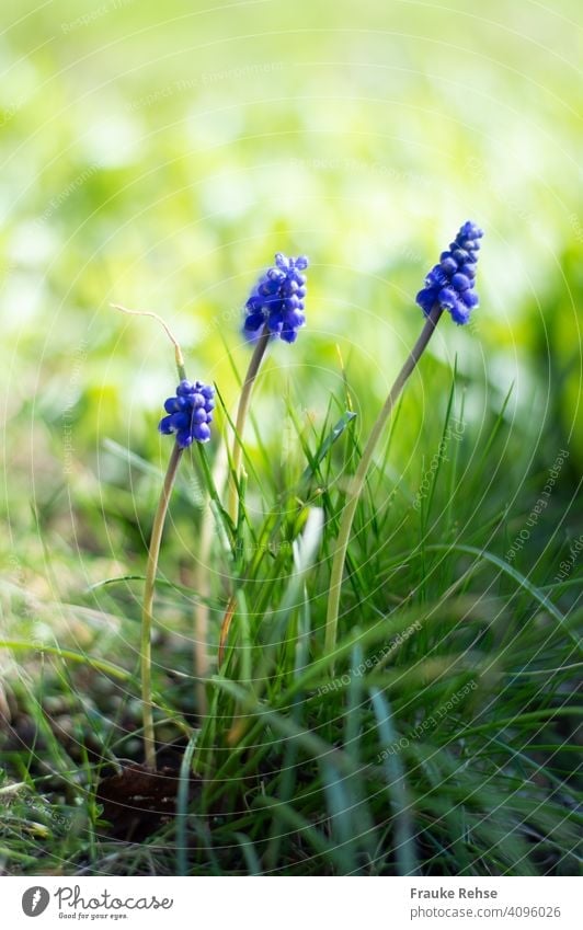 Drei Perlhyazinthen (Muscari) im Gras blau dunkelviolett Traubenhyazinthe Frühjahr Frühling Blüten Blütentrauben Schönheit der Natur Blume geringe Tiefenschärfe