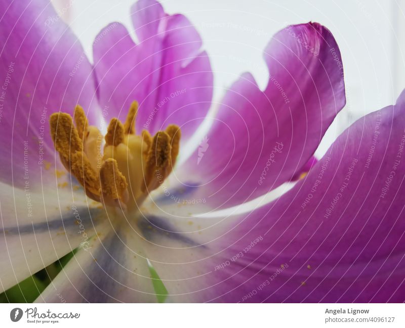 Tulpe hautnah Blume Blüte Detailaufnahme Nahaufnahme Makroaufnahme violett Frühling Blütenblatt Pflanze Natur Innenaufnahme