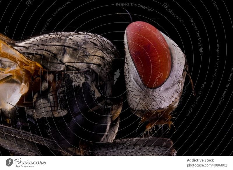 Pelziges braunes Fluginsekt mehrfach vergrößert Fliege Insekt Auge Kopf Makro Natur Detailaufnahme Vergrößerung Wanze haarig Parasit Fokus gestreift wild