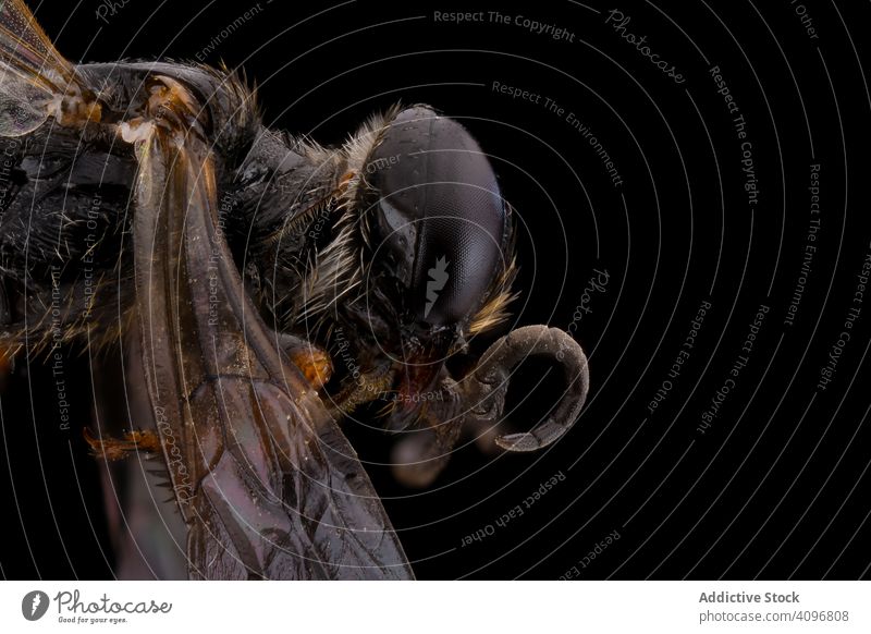 Bedrohliches schwarzes Fluginsekt mit durchsichtigen Flügeln Fliege Insekt bedrohlich Kopf Auge Makro Natur Detailaufnahme Vergrößerung haarig Parasit Fokus