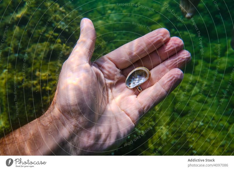 Taucher hält kleine Muschel in der Hand unterseeisch Panzer Meer Sinkflug natürlich Meeresboden finden unter Wasser Schnorchel durchsichtig Perle übersichtlich