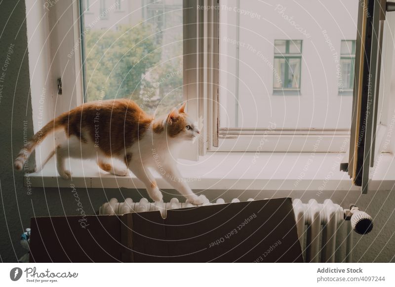 Neugierige Katze auf dem Fensterbrett Spaziergang neugierig Ingwer heimwärts stehen lässig modern heimisch Gesundheit entspannt inspizieren katzenhaft Tier