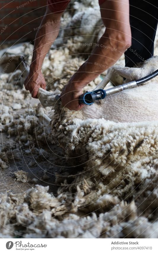 Erntehelfer beim Scheren von Schafen in der Scheune Bauernhof Mann Wolle Arbeiter Landschaft Tier Werkzeug entfernen heimisch Job Boden Baracke Ackerbau