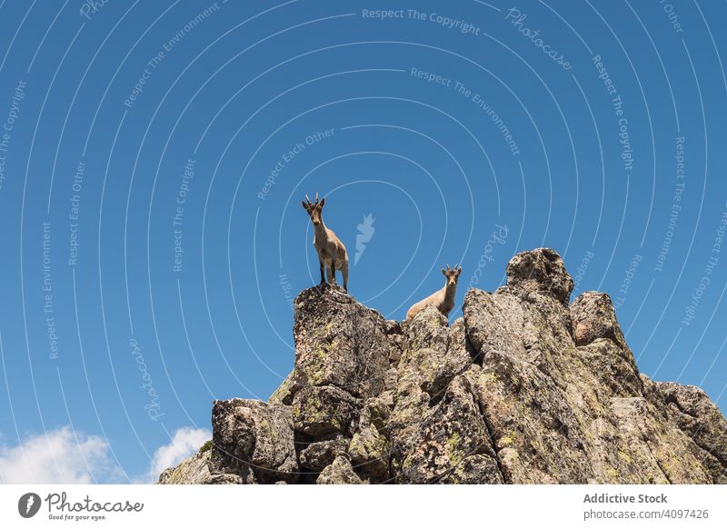 Junge Ziegen auf hohem Stein auf dem Hintergrund des blauen Himmels Aufstieg Hupe Berge u. Gebirge Natur Tierwelt natürlich braun hoch Lebensraum Fauna Kopf