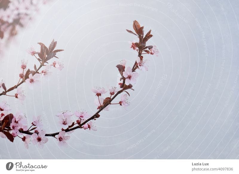 Kirschblüte: zarte Zierkirschenblüten rosa, vor einer sonnenbeschienenen weißen Hauswand Kirschblüten Frühling hell sonnig Blüte Farbfoto Natur Außenaufnahme
