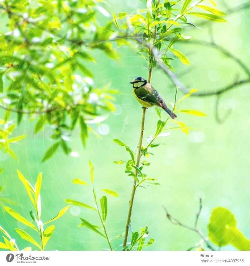 Drunten in der grünen Au Blaumeise Meise Auwald Wasser Fluss See Ufer Teich glitzern Zweig Ast Vögelchen Vogel klein nett niedlich Frühling frisches Grün gelb