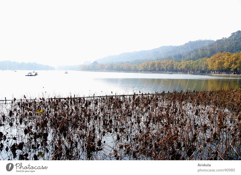 natur_03 See Hügel Gegenlicht China Wald Hangzhou Wasserpflanze Asien Landschaft Küste west-lake