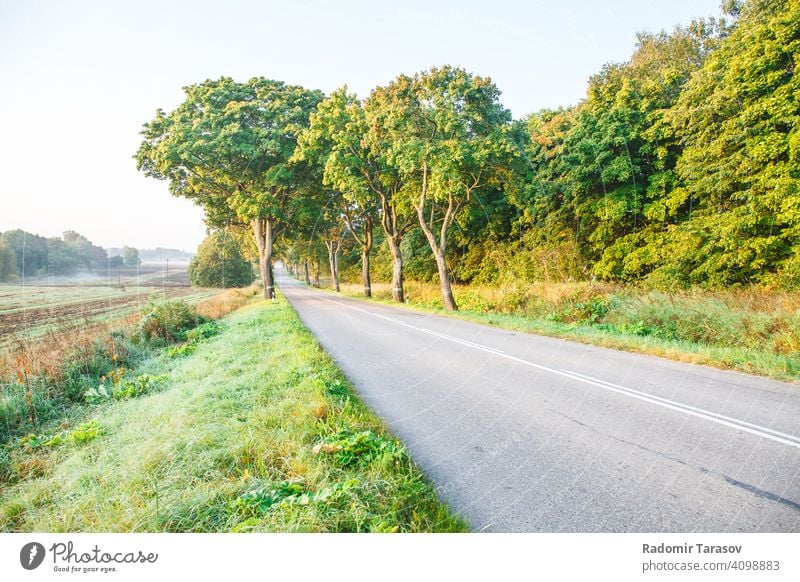 neue asphaltierte Straße im Wald Asphalt Ausflug Laufwerk Sommer reisen Land Autobahn Reise grün Natur im Freien Landschaft leer Ansicht Baum Weg Umwelt