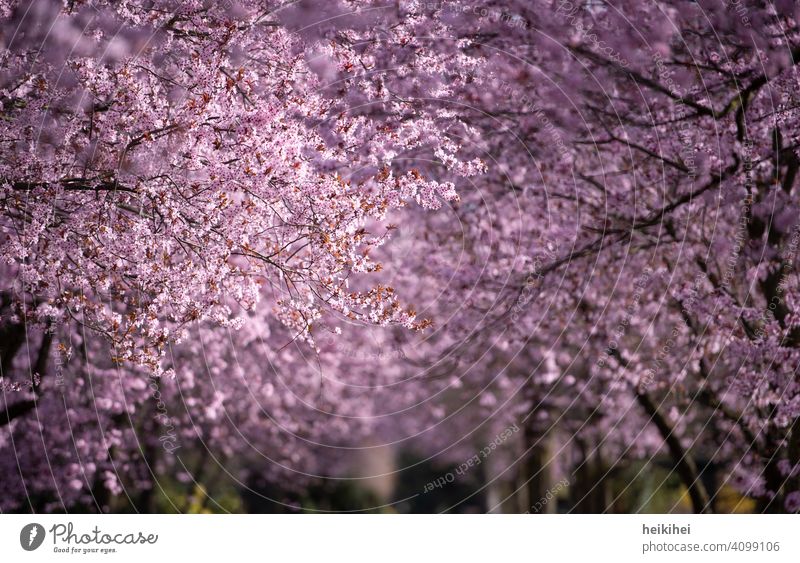Eine Allee mit rosa blühenden Mandelbäumen - der Frühling ist da! himmel grafisches element abstrakt Kirsche Garten Frühlingserwachen Tiefenschärfe Blütenmeer