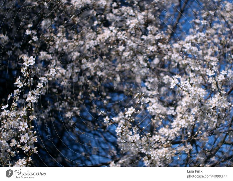 blühender Baum Frühling Blumen Pflanze grün Außenaufnahme Natur Blühend Garten weiß