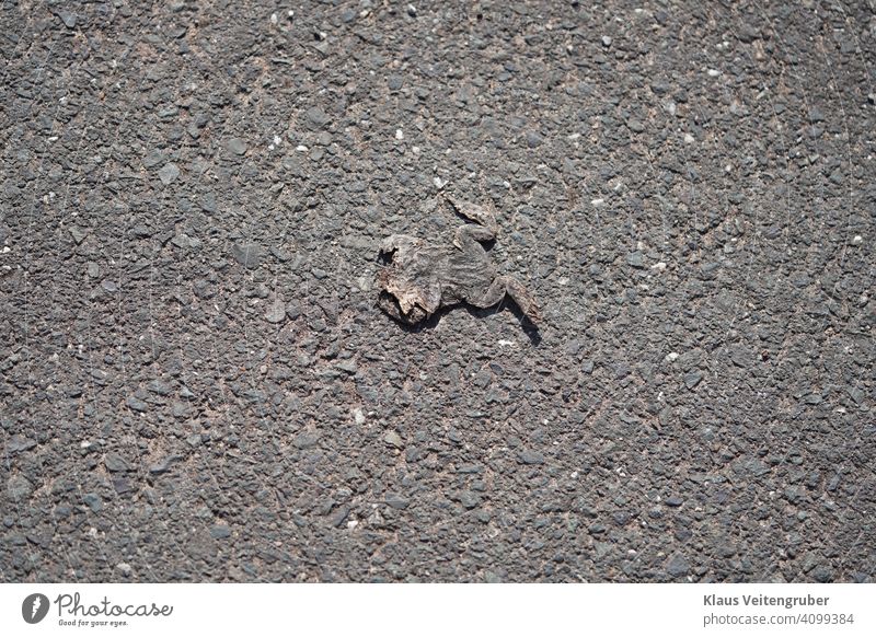 Überfahrene Kröte auf der Straße Tier Tod grau Straßenbelag