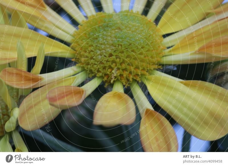 Chrysanthemum indicum, Swifty gelb & orange blume blüte chrysantheme frühling jahreszeit