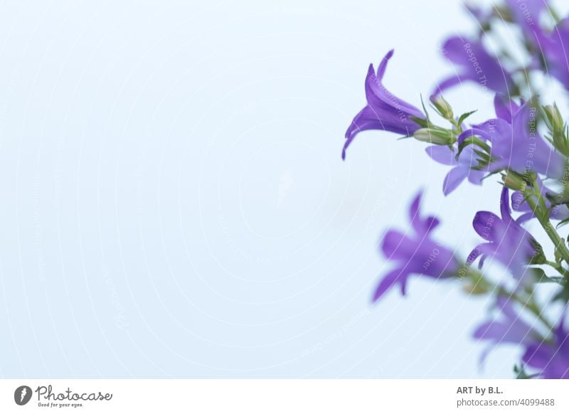 Glockenblümchen erste vorderste blume blüten lila grün blühen erblüht aufgeblüht frühling garten jahreszeit rechts im Bild textfreiraum violett