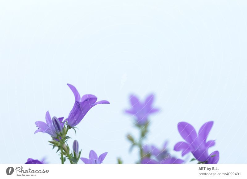 wenig im Bild Glockenblümchen erste vorderste blume blüten lila grün blühen erblüht aufgeblüht frühling garten jahreszeit rechts im Bild textfreiraum violett