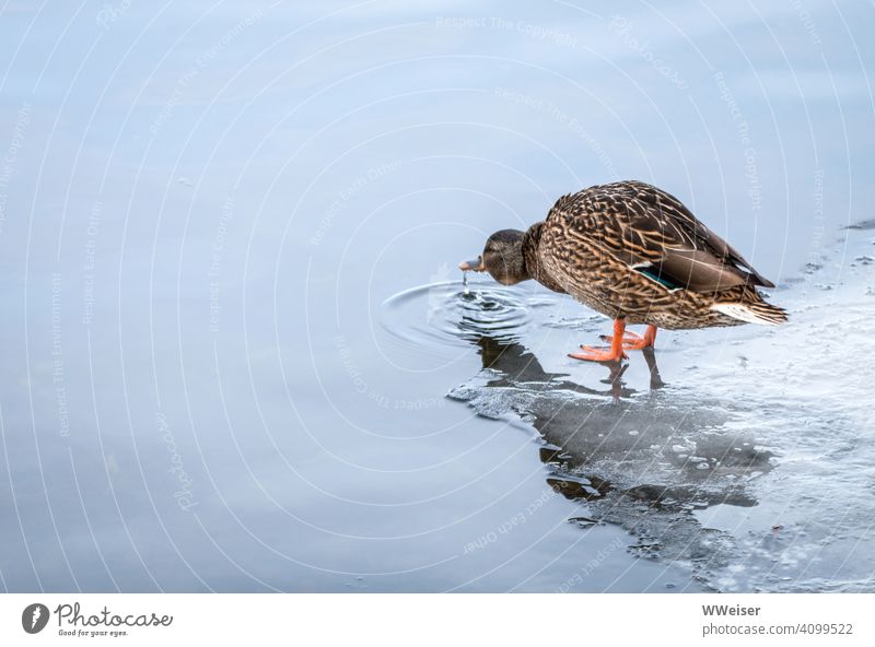 Die Ente steht auf dem Eis und trinkt das kalte Wasser See Winter Vogel Scholle Kalt trinken Tropfen Schnabel Fluss strecken minimalistisch kompliziert frieren