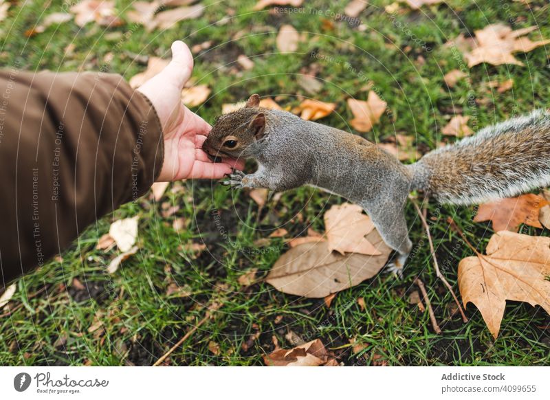 Crop-Mann füttert Eichhörnchen im Park Futter Samen Herbst Rasen Blatt Natur London England pelzig Nut Leckerbissen essen Gras Windstille ruhig Großbritannien