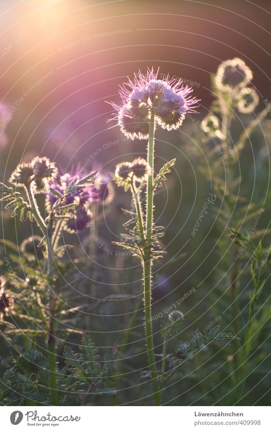 Warten auf Wunder... Natur Pflanze Sommer Schönes Wetter Blume Blüte Phacelia Bienenweide Feld Blühend leuchten fantastisch gold grün violett Glück