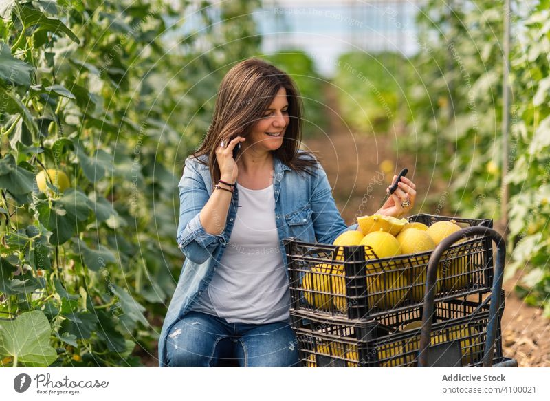 Landwirt benutzt Smartphone bei der Arbeit im Gewächshaus Bauernhof sprechend Melonen verwenden lesen Frau Messer Gewinn Einkommen Business zuschauen Glück
