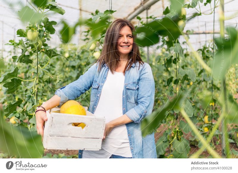 Lächelnder Bauer trägt Kiste mit Ernte im Gewächshaus Frau Melonen Kontrolle Glück Bauernhof achtsam Lebensmittel essbar prüfen sich[Akk] sammeln Mahlzeit Natur