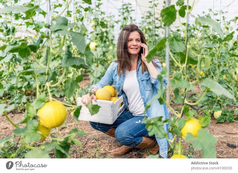 Landwirt benutzt Smartphone bei der Arbeit im Gewächshaus Bauernhof sprechend Melonen verwenden lesen Frau Gewinn Einkommen Business zuschauen Glück achtsam