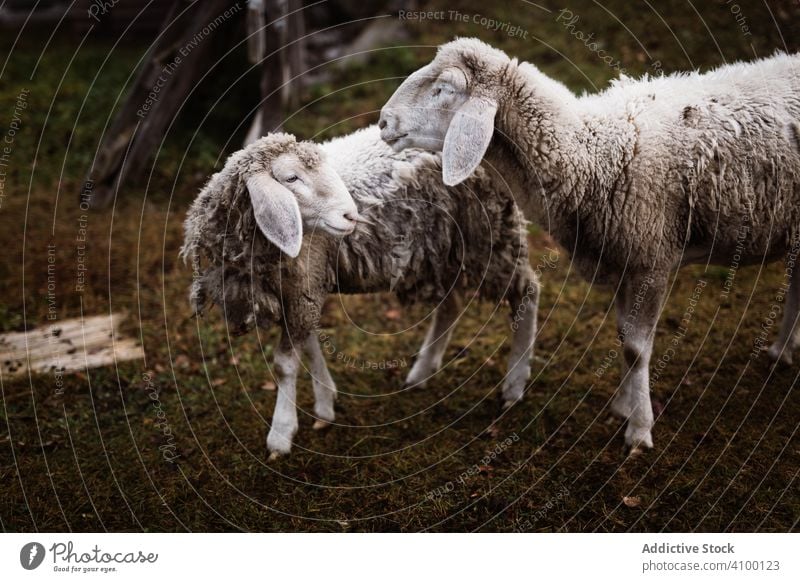 Schafe auf der Wiese Tier heimisch Lifestyle züchten Säugetier pelzig weiß Berge Dolomiten Italien erkunden Fernweh im Freien horizontal Textfreiraum Gras