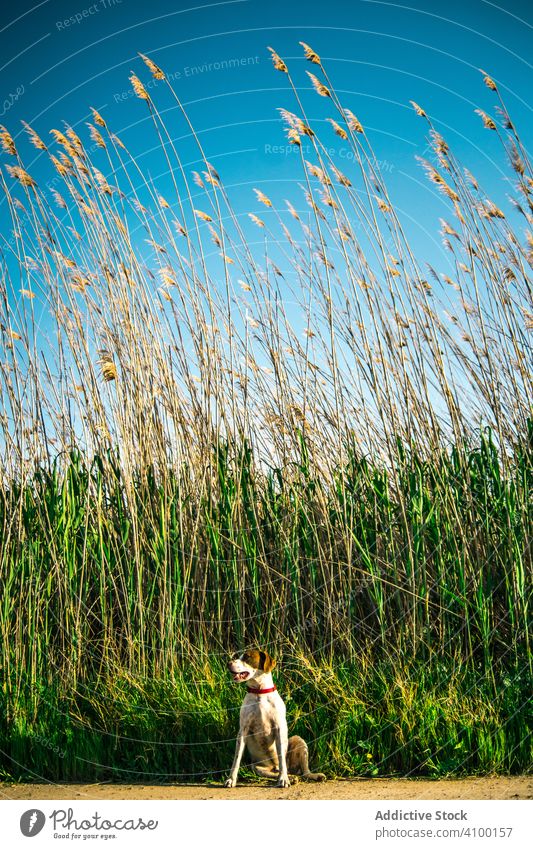 Lustiger Hund in der Nähe von hohem Gras Natur hoch Glück grün Himmel wolkenlos Haustier Welpe Tier Eckzahn Reinrassig Stammbaum Sommer Ernte Landschaft sonnig