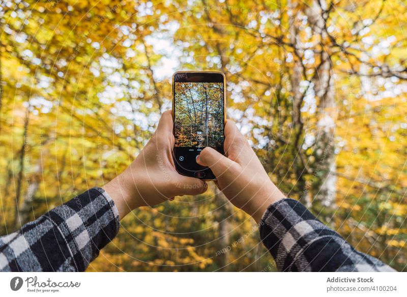 Gelegenheitstourist macht Foto auf Smartphone von Natur unter Herbst Baum Wälder benutzend Browsen Gerät Apparatur Wald Bild Fotokamera Blatt Urlaub farbenfroh