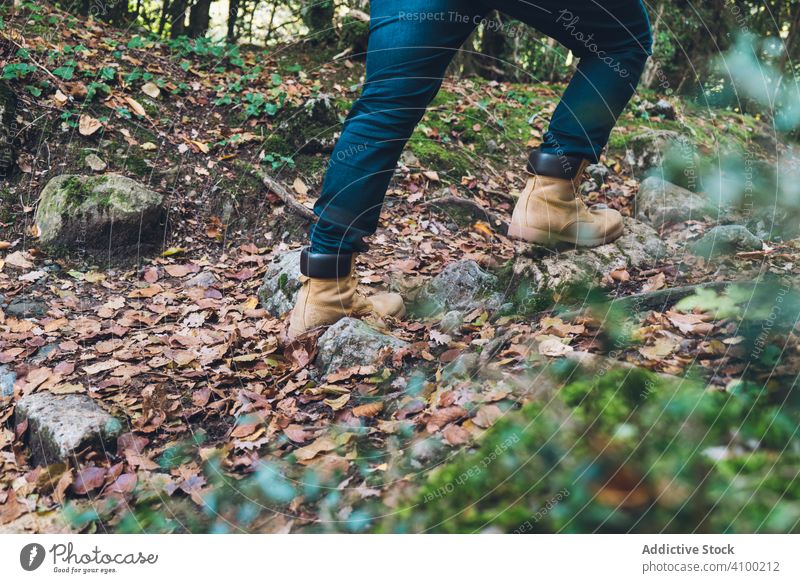 Beine eines Reisenden in Freizeitkleidung bei der Erkundung eines Herbstwaldes wandern Wald Laubwerk Blätter gefallen Natur erkunden Spaziergang gehen Sie