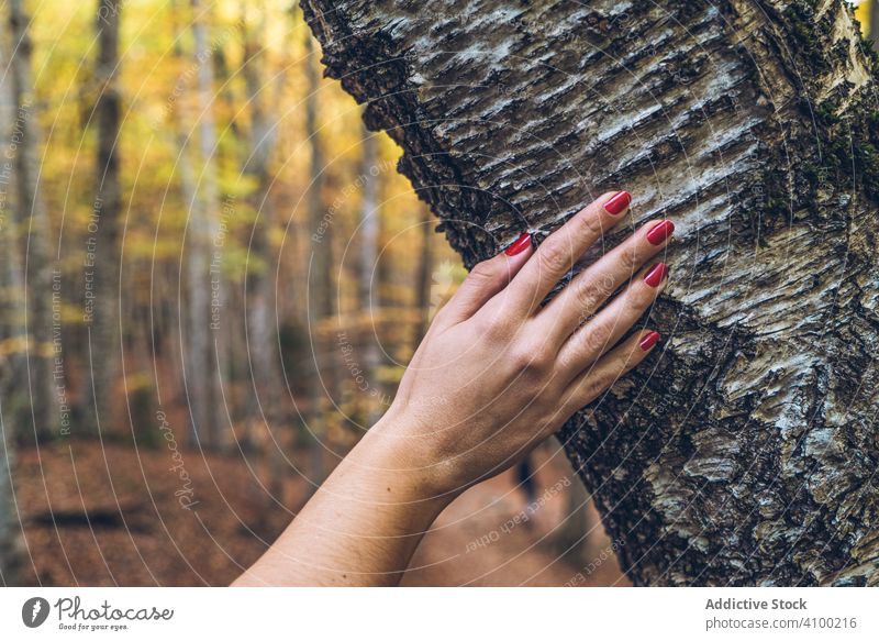 Weibliche Hand hält sich an einem Baum im Herbstwald berührend Angebot Frau nageln Beteiligung Rinde Natur Wald golden gelb rot gefallen Blätter Laubwerk Wälder