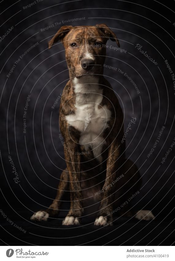 Stolzer erwachsener gefleckter American Terrier Hund stolz Eckzahn züchten Hündchen Porträt amerikanischer Terrier Tier heimisch Staffordshire-Terrier