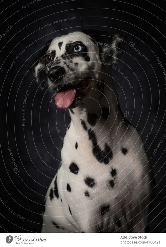 Ruhiger erwachsener interessierter Dalmatiner Hund Haustier Reinrassig Porträt Fleck getupft Tier Freund heimisch Säugetier züchten Fell neugierig Zunge weiß