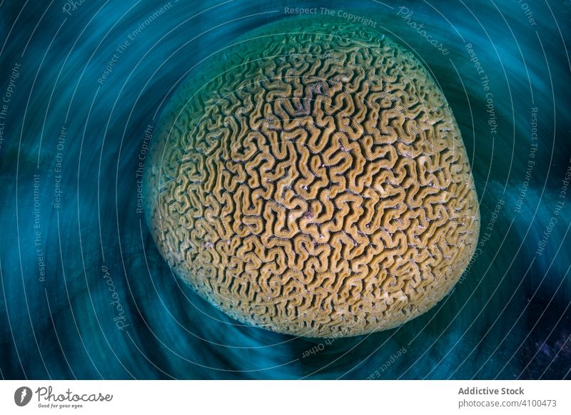 Spinnende Hirnkoralle im Meerwasser Gehirn Korallen unter Wasser reffen rund abstrakt Muster Spinning Textur Labyrinth kreisen Schwamm Erhaltung tropisch