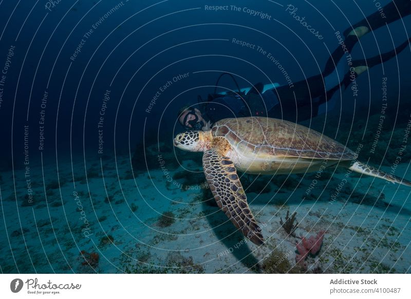 Freitaucher schwimmt unter Wasser mit großer Schildkröte im Ozean Taucher Meer MEER Tier Tierwelt Ökosystem Leben tief Tourismus Schwimmsport blau Aktivität