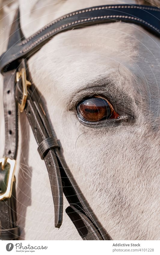 Graues Pferdegesicht mit gesunden Augen auf Zaumzeug Kopf Haustier Tier Pflege grau Maul Natur Säugetier anketten Bauernhof Sattel Pferderücken Weide Landschaft