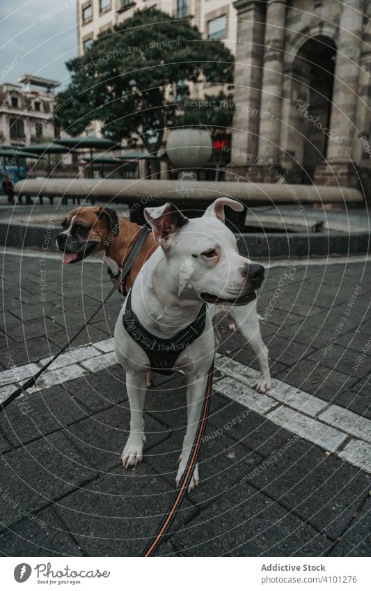Boxer-Hund geht mit Staffordshire-Terrier auf der Straße spazieren Mitarbeiter Tier Spaziergang Haustier heimisch stark ernst fallen Lifestyle vielfältig