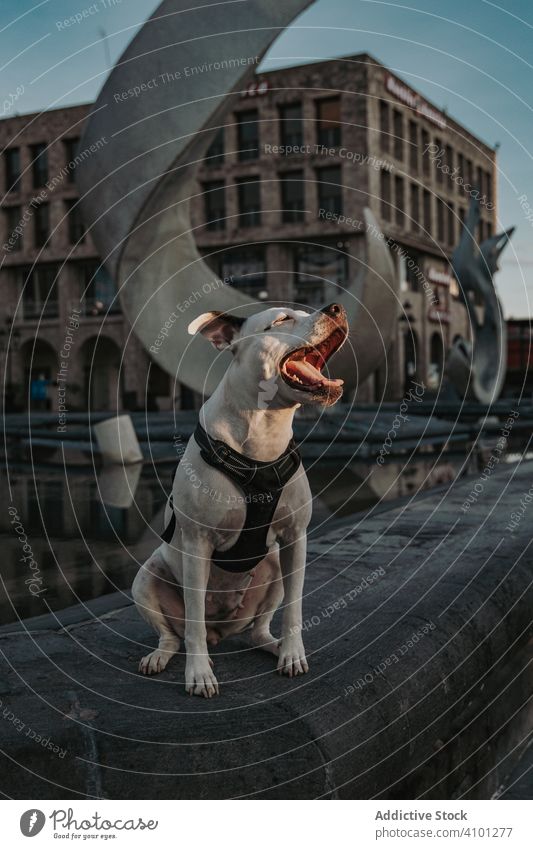 Starker Hund verbringt Zeit auf der Straße in der Stadt Mitarbeiter Tier Haustier heimisch Lifestyle urban schlendern anleinen züchten ernst Eckzahn Kabelbaum