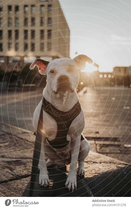Starker Hund verbringt Zeit auf der Straße in der Stadt Mitarbeiter Tier Haustier heimisch Lifestyle urban schlendern anleinen züchten ernst Eckzahn Kabelbaum