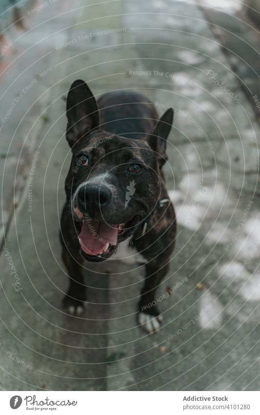 Freudiger Hund auf der Straße spazierend Glück Haustier Porträt stark heimisch Lifestyle Mischling Tier Eckzahn Wirbeltier gehorsam Säugetier schlendern