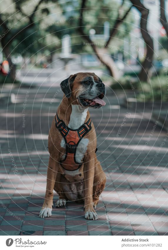 Verspielter Hund verbringt Zeit auf der Straße Boxer Sommer Tier Haustier heimisch ausspannen Lifestyle Atem züchten Eckzahn Kabelbaum Wirbeltier gehorsam