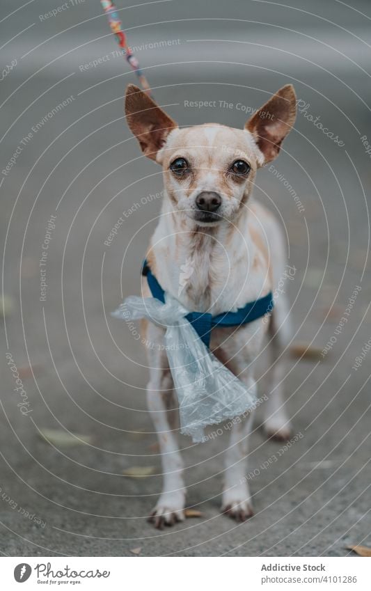 Chihuahua läuft auf der Straße Hund chihuahua Porträt Haustier bezaubernd heimisch Lifestyle Tier Eckzahn anleinen Reinrassig Wirbeltier gehorsam Säugetier