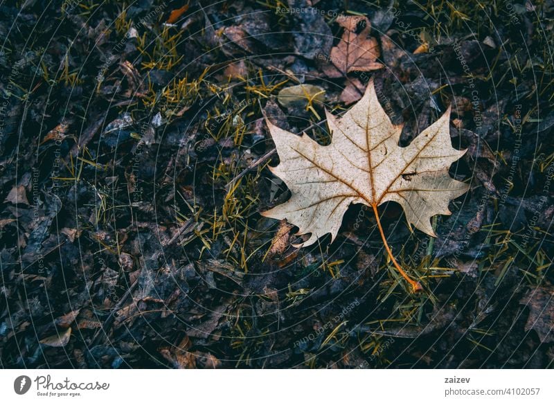trockenes Blatt, das im Herbst von einem Baum gefallen ist Farben horizontal Vene ruhend gold verlassend Leben glänzend Ahorn saisonbedingt texturiert abstrakt