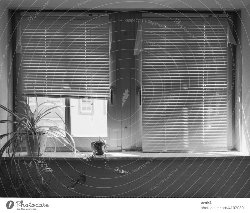 Bureau Büro Fenster geduldig ruhig Pause Lamellenjalousie Innenaufnahme Muster Schwarzweißfoto Strukturen & Formen Menschenleer Textfreiraum unten Licht