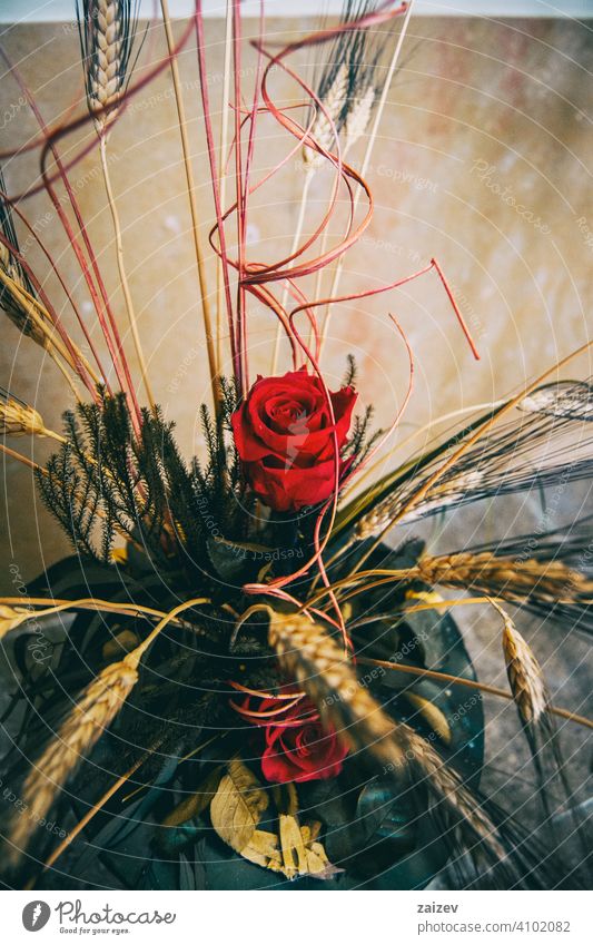 einen Blumenstrauß mit einer einzelnen Rose zu schenken schön Blütezeit Nahaufnahme Spanien sant jordi rot Feier Natur Aroma Katalonien Feiertag Blütenblatt